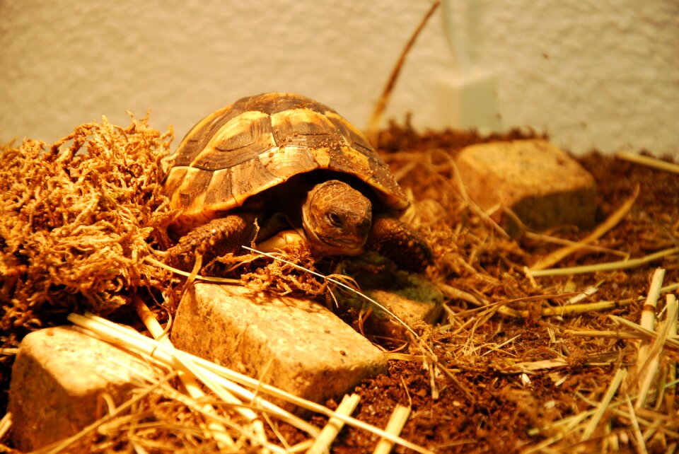 Animals tortoise shell reptile