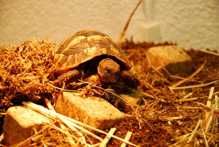Animals tortoise shell reptile photo