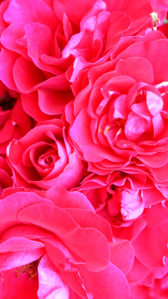 Red rose pink flowers