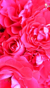 Red rose pink flowers photo