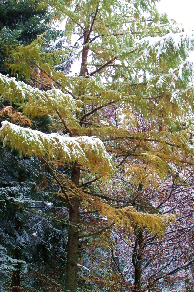 Tree wintry snowy
