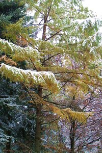 Tree wintry snowy photo