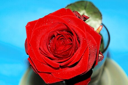 Bloom romance beautiful