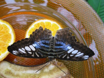 Moth insect proboscis photo