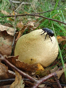 Autumn citrinum potato piz