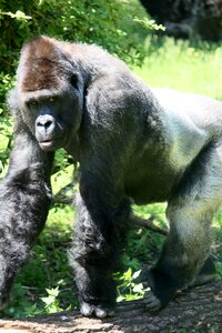 White back zoo animal photo