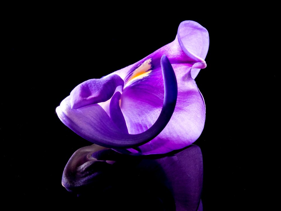 Bloom flower purple