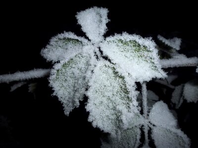 Incomplete frozen snow crystals
