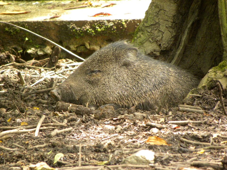 Sleeping sleep animal