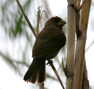 Amblyospiza albifrons weaver brown photo