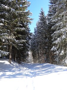 Shadow edge trees