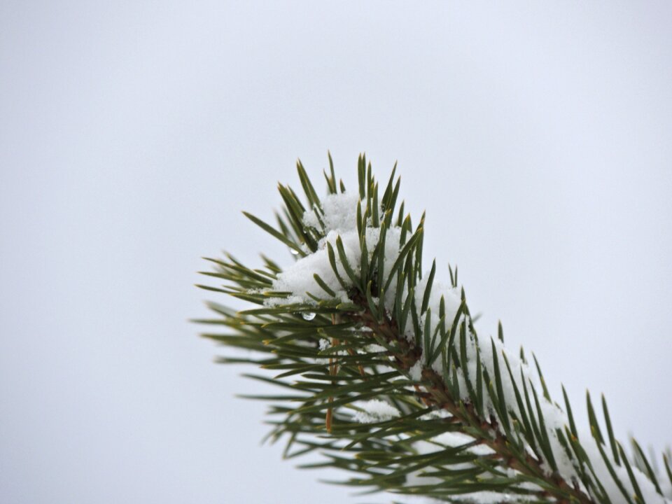 Conifer tree nature