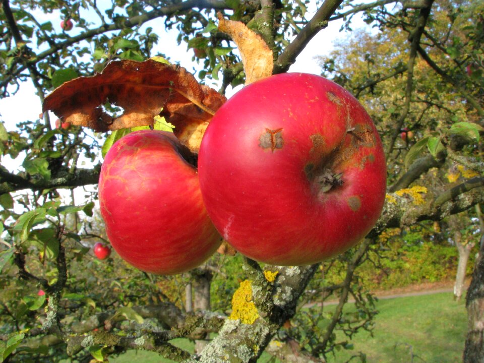 Fruit late summer red