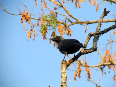 Beak black dharwad photo