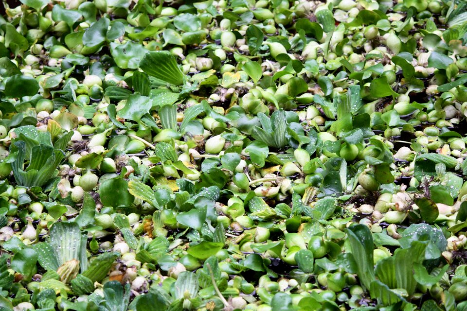 Lake floating plant green
