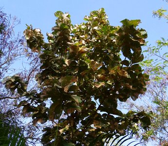 Deciduous broad-leaved timber
