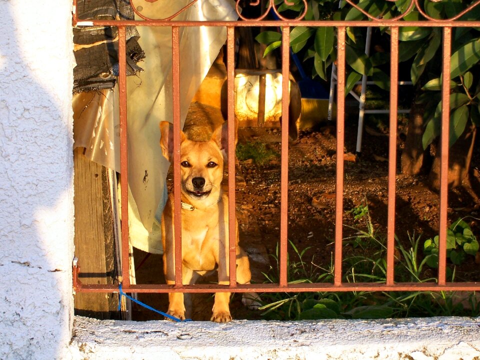 Wistful pooch behind bars