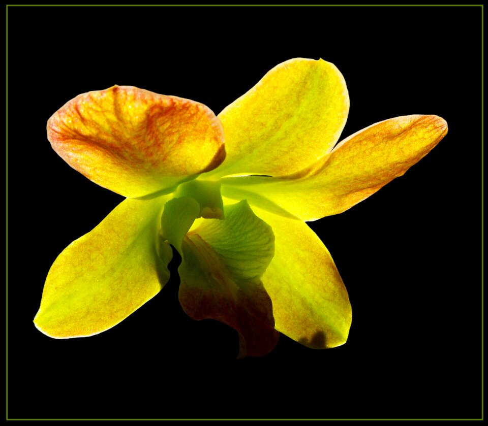 Bloom flower yellow green