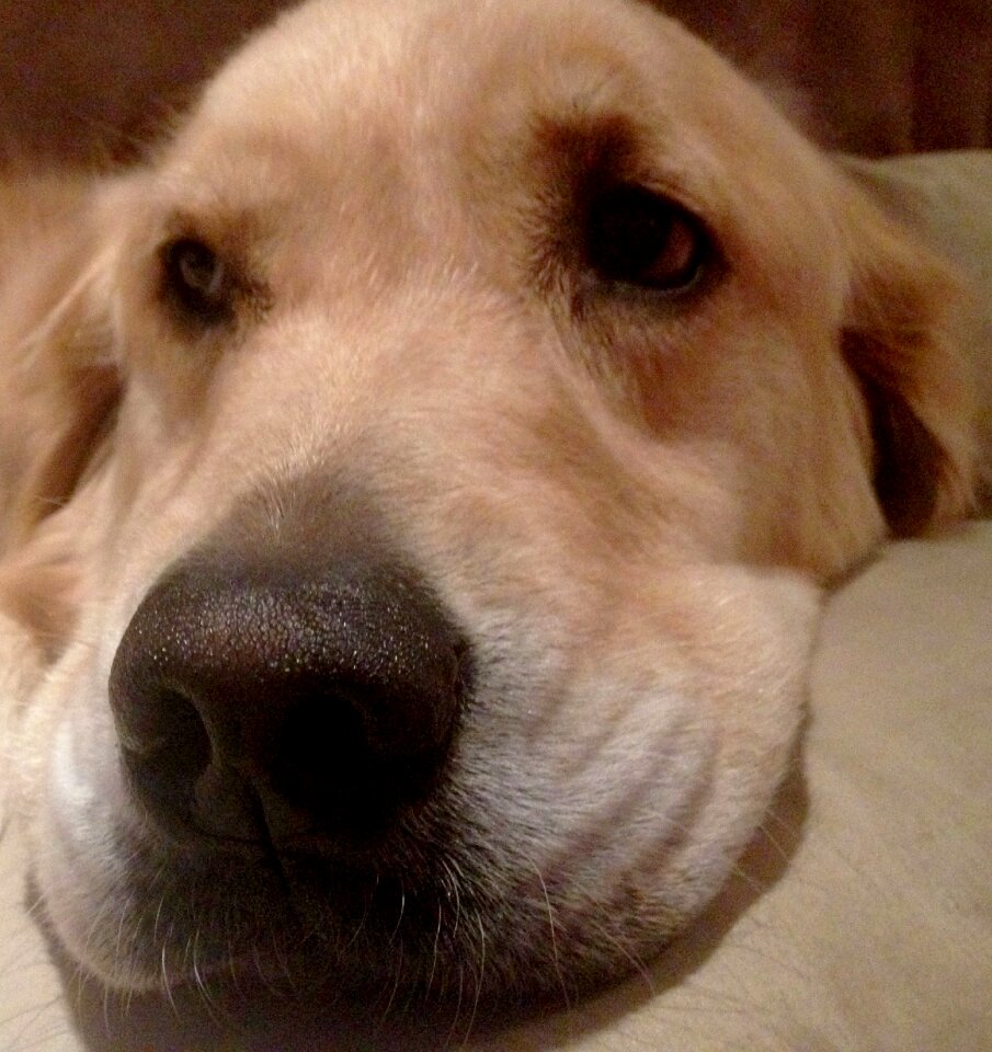 Golden retriever head pet