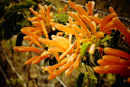 Flower about spring