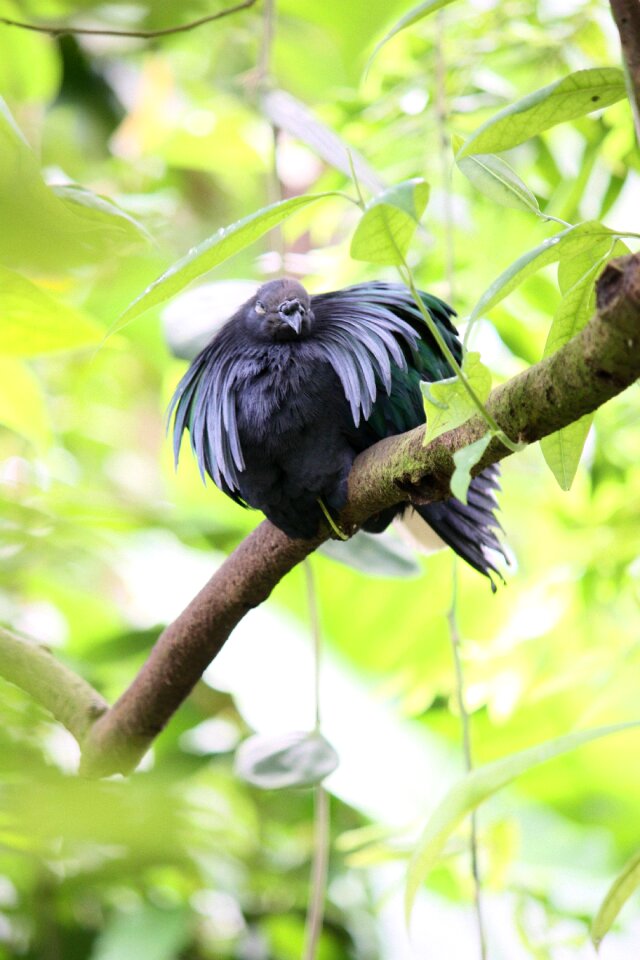 Plumage aufplustern feather