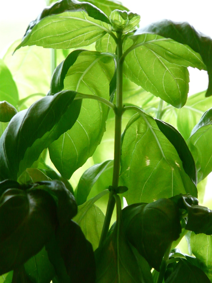 Leaves green culinary herbs