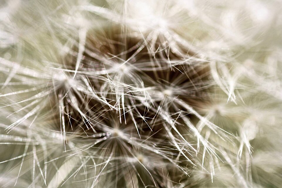 Nature spring close up