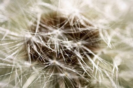 Nature spring close up