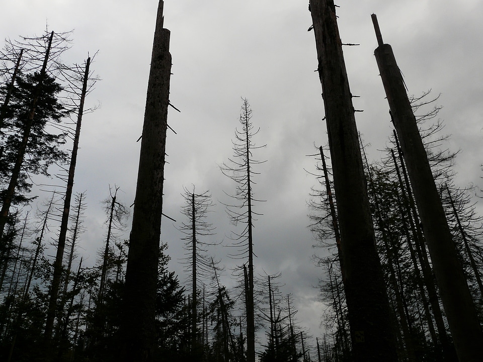 Dead trees dead wood storm