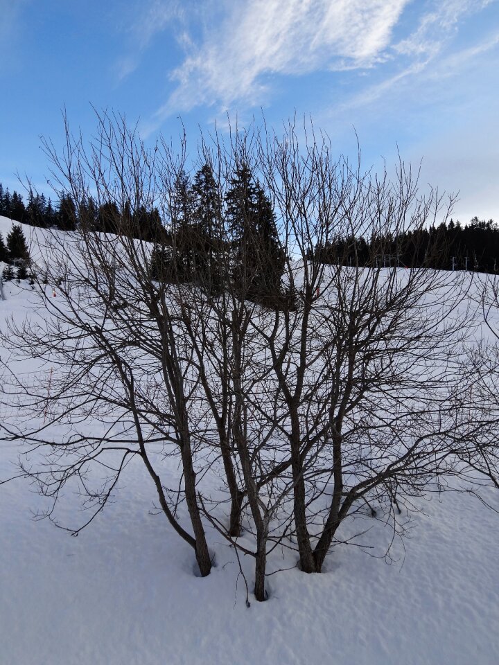 Snow light and shade branches