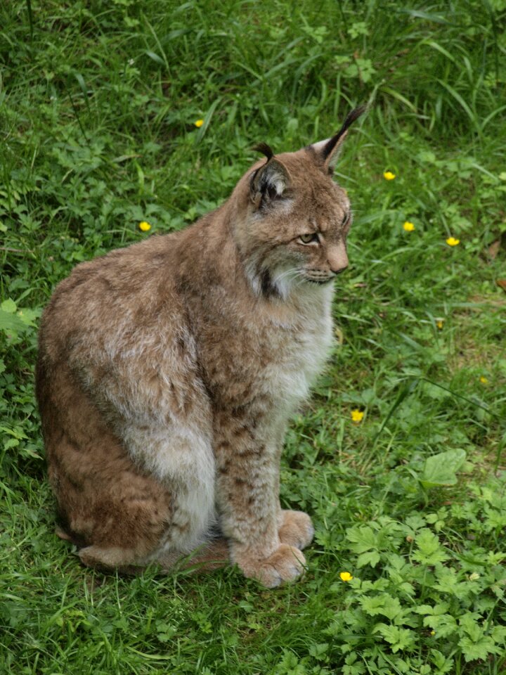Animal northern lynx wild