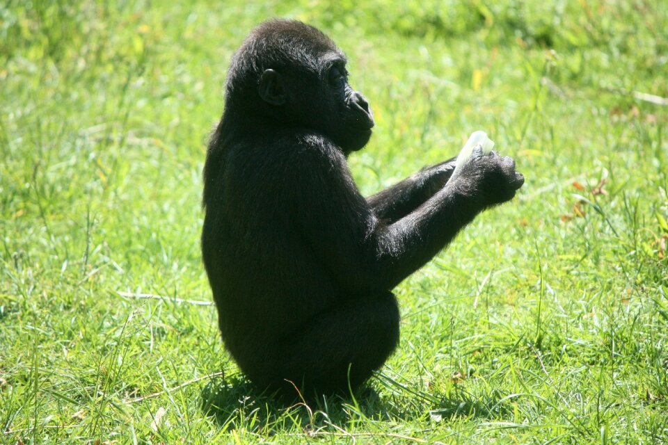 Monkey zoo animal