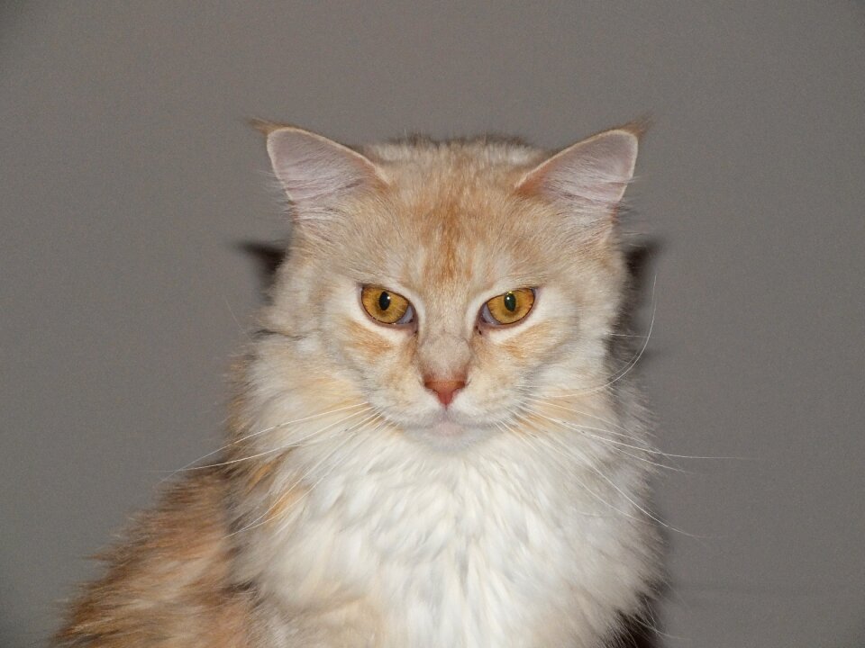 Pet cat cat maine coon cat