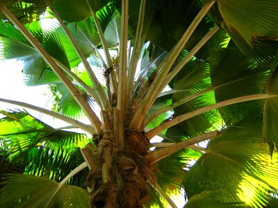 Zanzibar tropics branches photo