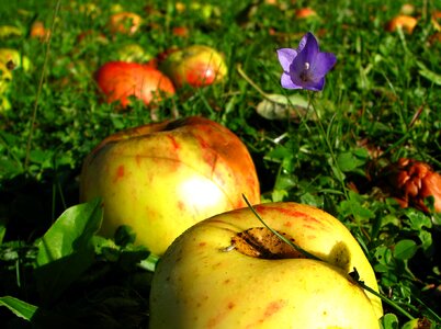 Meadow apple summer