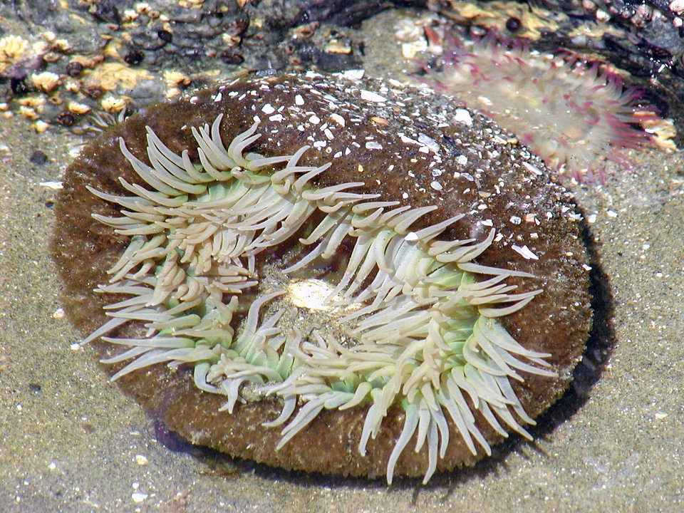 Reef animal tropical