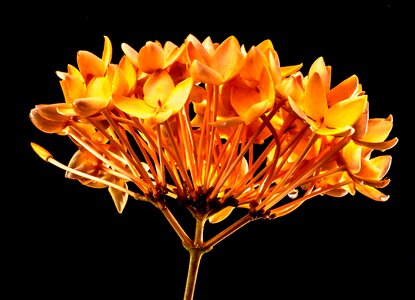 Bloom flower yellow orange