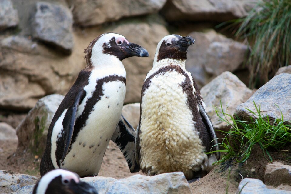 Animals waddle black
