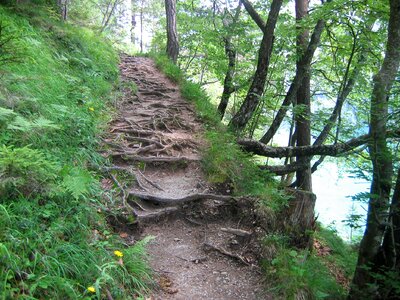 Path root path austria photo