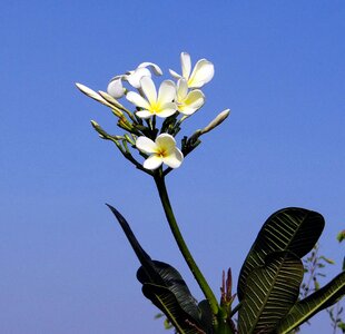 Tropical hubli india photo