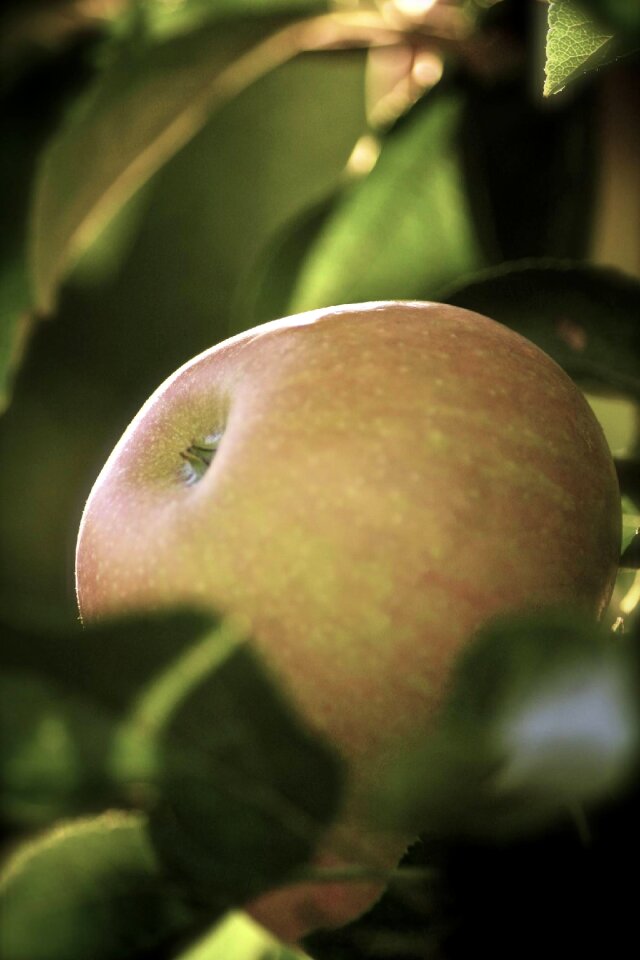 Macro food apple tree