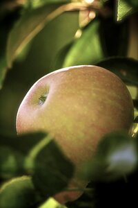 Macro food apple tree