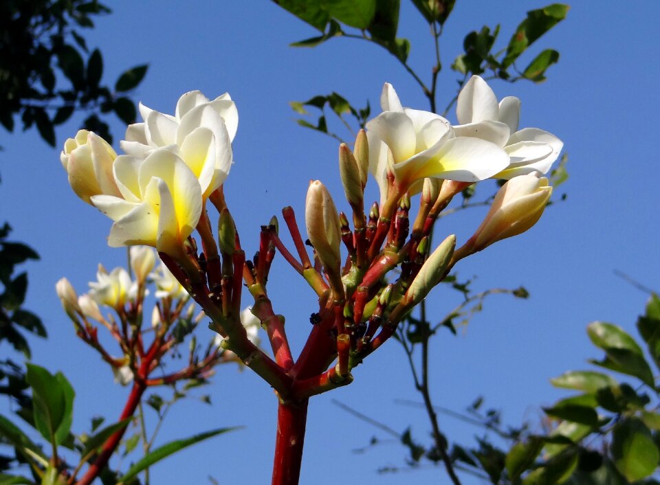Tropical hubli india