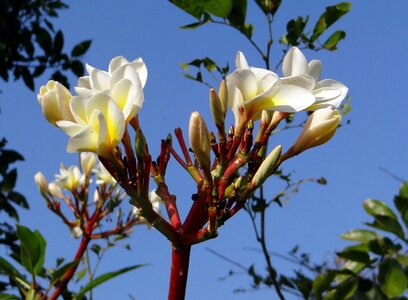 Tropical hubli india