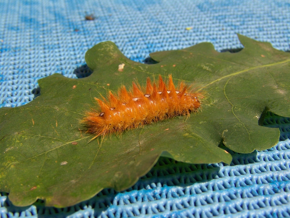 Butterfly orange nature