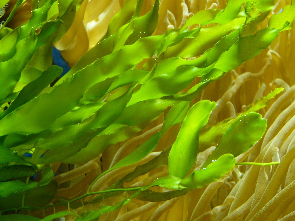 Plant krause wasserähre aponogeton crispus