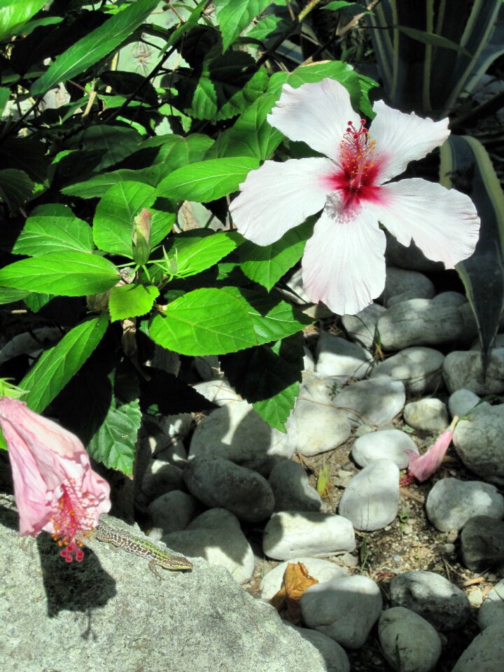 Ischia hibiscus flower lizard
