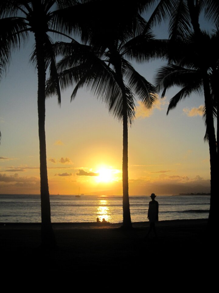 Sea sonnenunergang palm trees