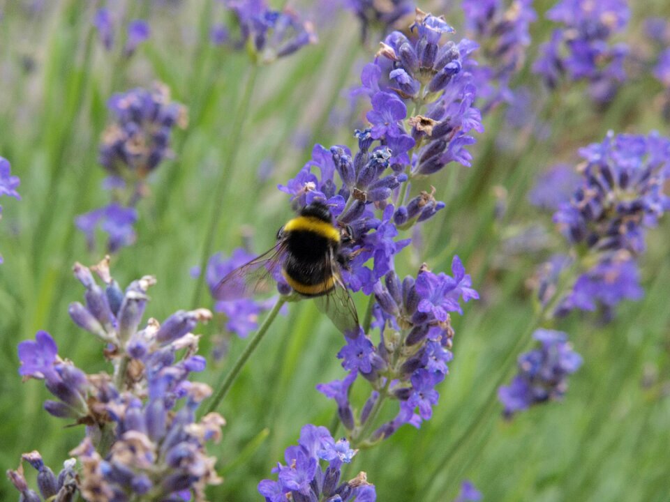 Lavender flowers insect purple