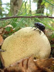 Autumn citrinum potato piz